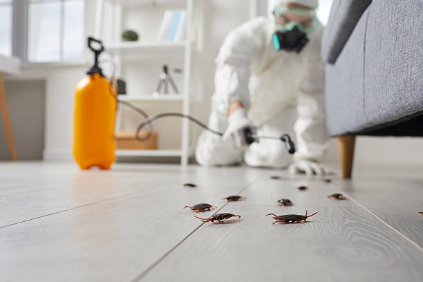 Post-Treatment Bed Bug Interceptor Monitoring in Longwood